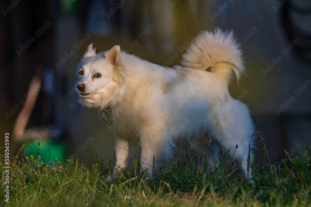 Little dog in the village Biele vody. Little dog in the village Biele vody.