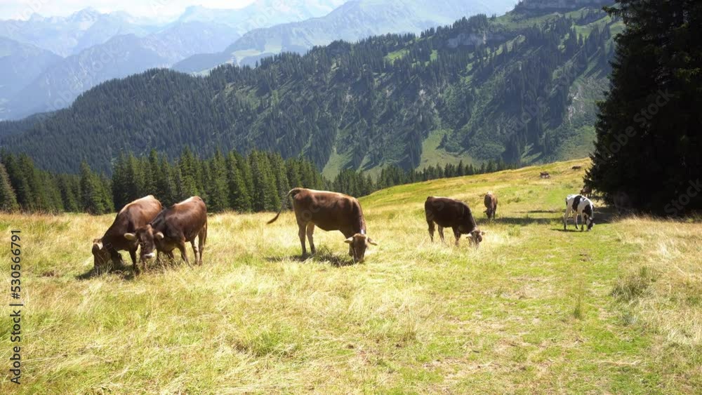 beautiful landscape in the mountains of the alps, cows graz and eat, many flies beautiful landscape in the mountains of the alps, cows graz and eat, many flies