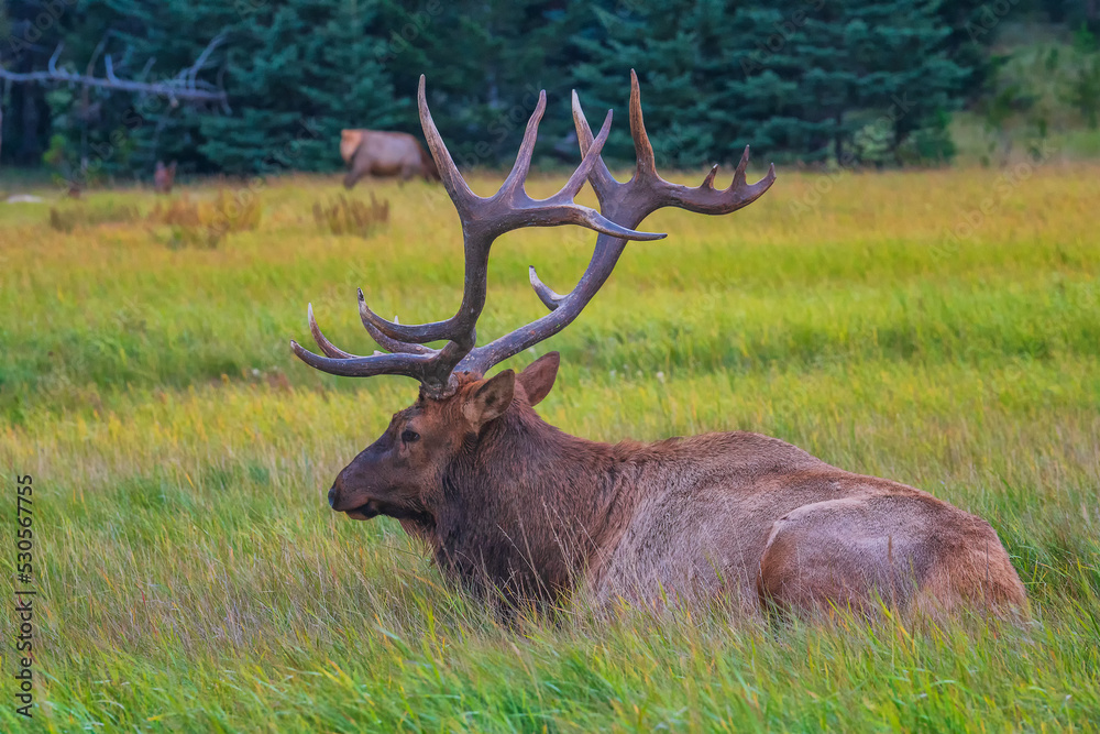 The elk (Cervus canadensis), also known as the wapiti, is one of the largest species within the deer family, Cervidae. The elk (Cervus canadensis), also known as the wapiti, is one of the largest species within the deer family, Cervidae.