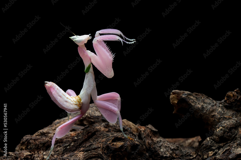 Beautiful Pink Orchid mantis on flower with natural background, Pink ...