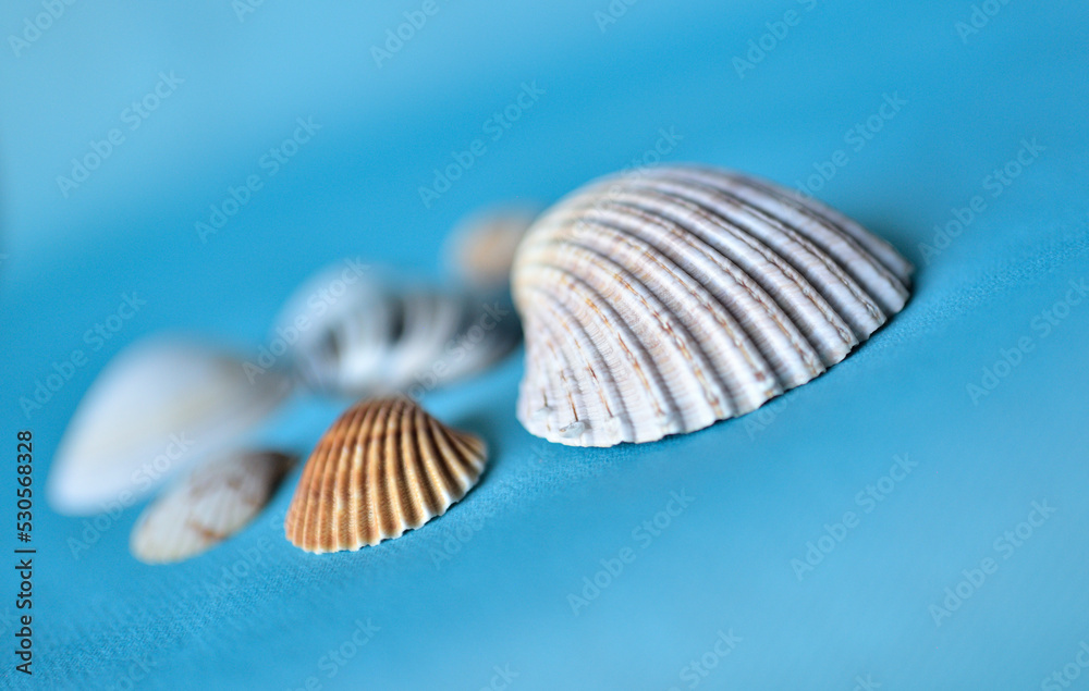 Group of seashells on soft background Group of seashells on soft background