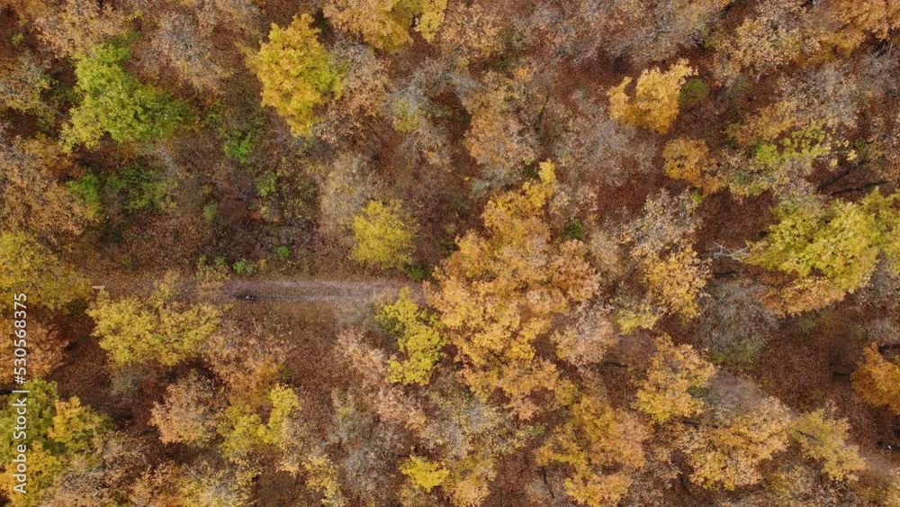 Dog Walking in Autumn Forest Drone Shot Dog Walking in Autumn Forest Drone Shot