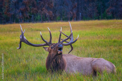 The elk  Cervus canadensis   also known as the wapiti  is one of the largest species within the deer family  Cervidae.