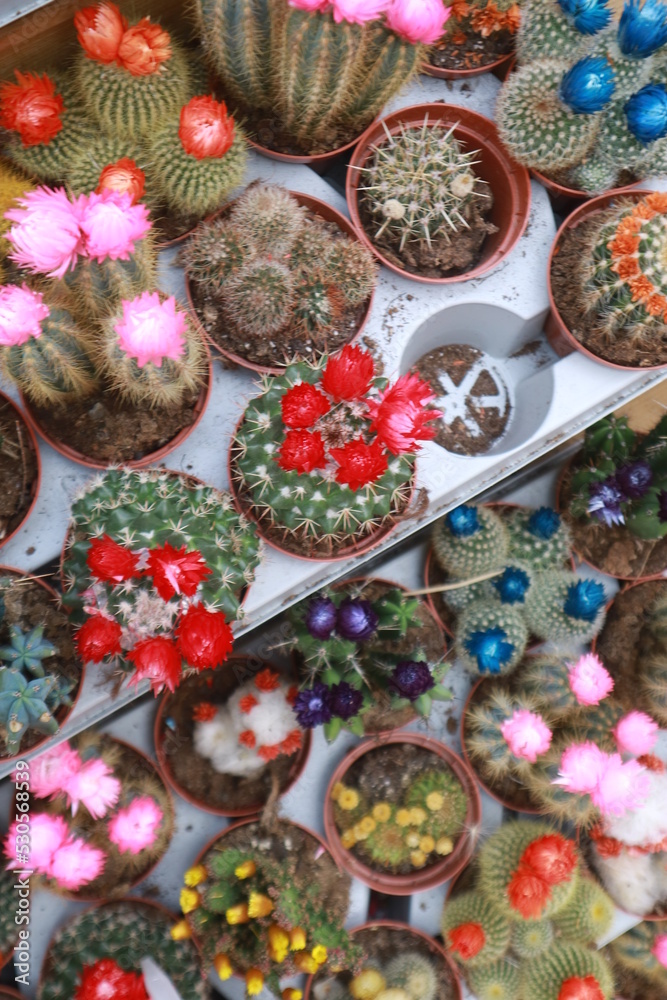 cactus in a pot cactus in a pot