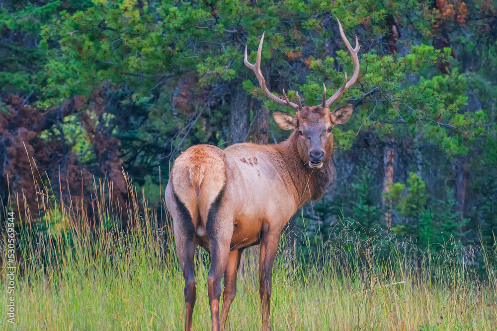 The elk (Cervus canadensis), also known as the wapiti, is one of the largest species within the deer family, Cervidae. The elk (Cervus canadensis), also known as the wapiti, is one of the largest species within the deer family, Cervidae.