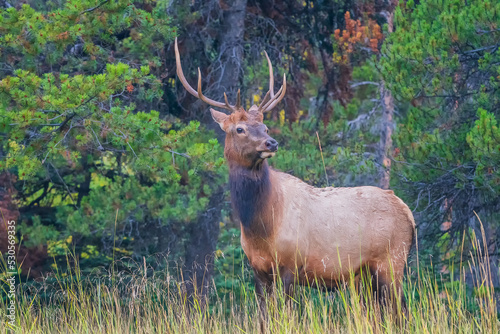 The elk  Cervus canadensis   also known as the wapiti  is one of the largest species within the deer family  Cervidae.