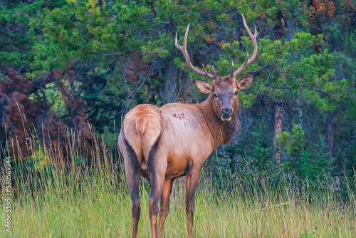 The elk  Cervus canadensis   also known as the wapiti  is one of the largest species within the deer family  Cervidae.