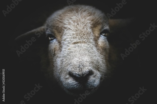 Foto Portrait of a serious looking sheep on a black background