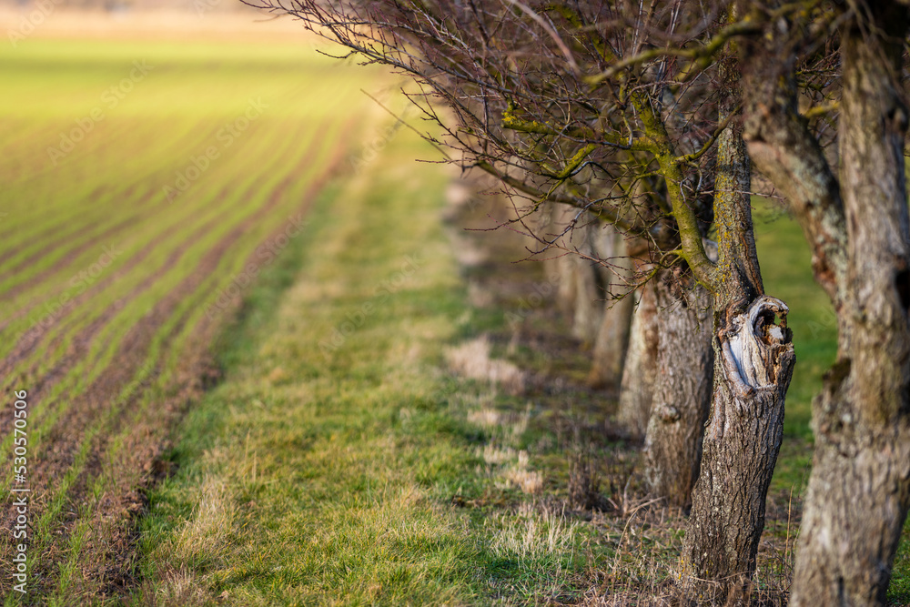 Φωτογραφία Semis dans la plaine agricole à la sortie de l'hiver, Alsace, France