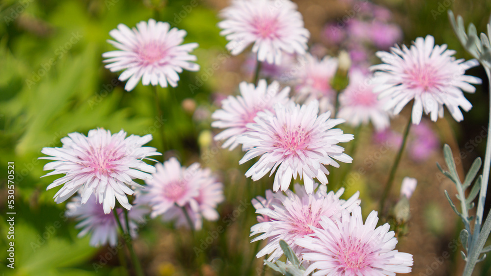 pale pink Crepis vesicaria
pale pink Crepis vesicaria