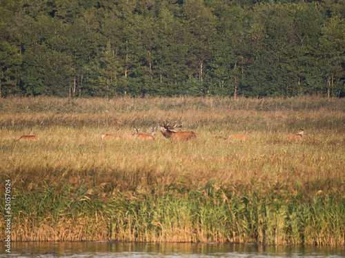 Fototapeta Naklejka Na Ścianę i Meble -  Der Rothirsch (Cervus elaphus), jägersprachlich Rotwild und seltener auch Edelhirsch genannt