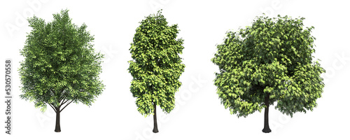 deciduous tree  isolate on a transparent background  3d illustration