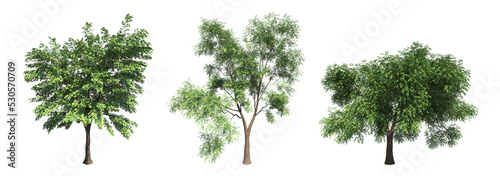deciduous tree  isolate on a transparent background  3d illustration