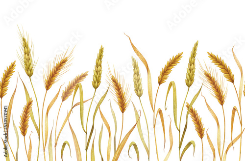 Seamless pattern of wheat spikelets. Watercolor grass border with wheat spikelets, illustration of oat spikelets for textiles, bakery decor. Wheat spikelets watercolor seamless border