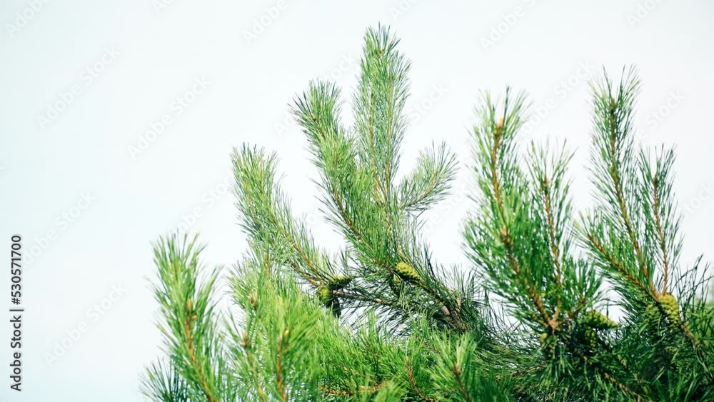 Close-up of a spruce branch. A coniferous tree with clearly visible needles on a summer day. Close-up of a spruce branch. A coniferous tree with clearly visible needles on a summer day.