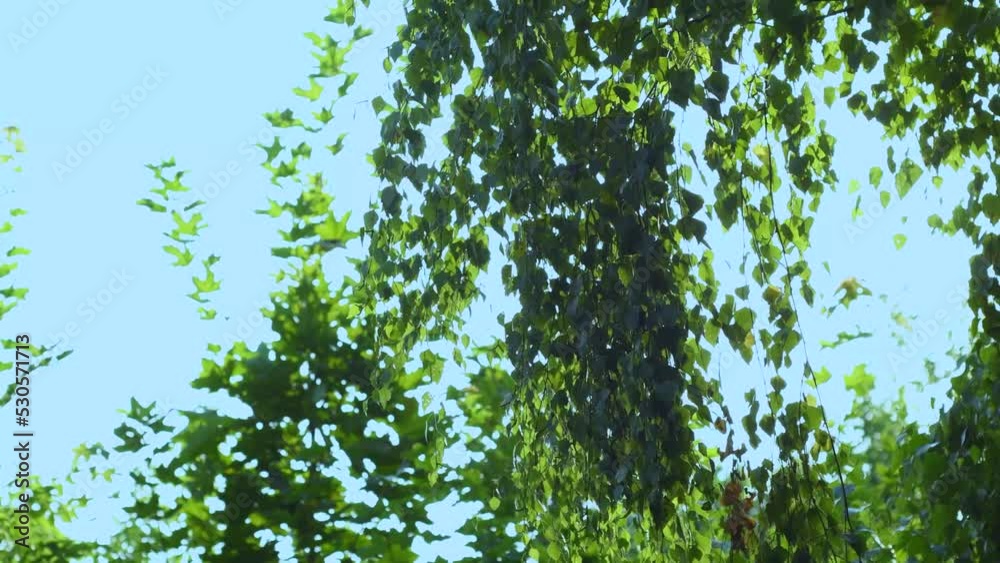 Birch branches with leaves swaying from the wind above the path. Summer landscape with green trees. Birch branches with leaves swaying from the wind above the path. Summer landscape with green trees.