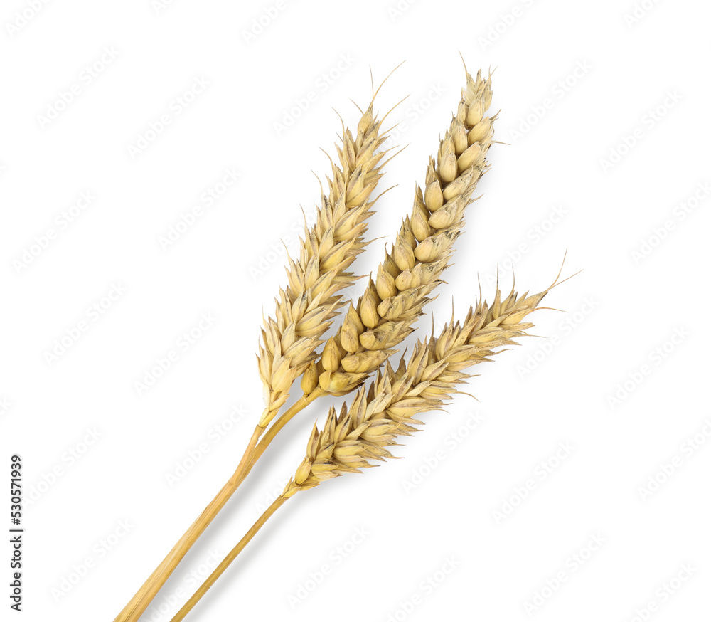 Dried ears of wheat on white background, top view Dried ears of wheat on white background, top view