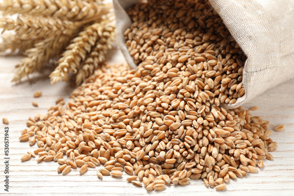 Obraz premium Sack with wheat grains on white wooden table, closeup