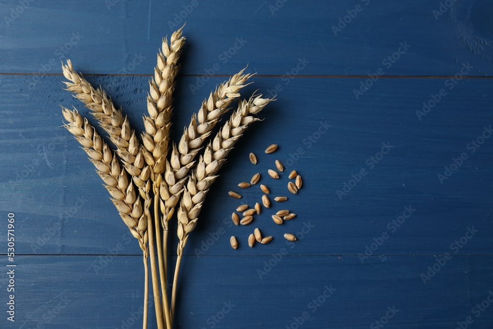 Fototapeta premium Ears of wheat on blue wooden table, flat lay. Space for text