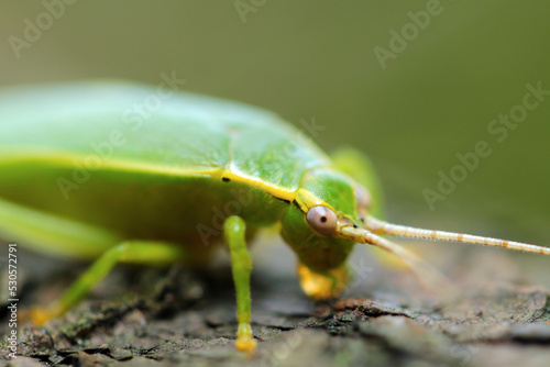 Large green cricket 