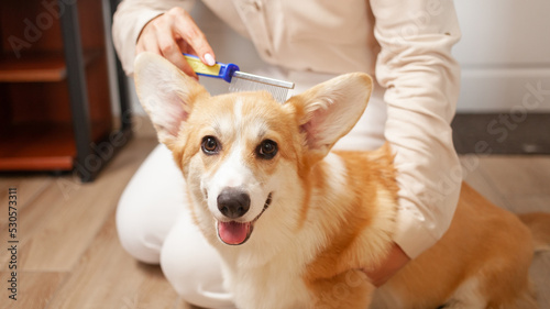woman combs dog, pleasant massage, molting, combing coat of corgi, taking care of pets, love. puppy