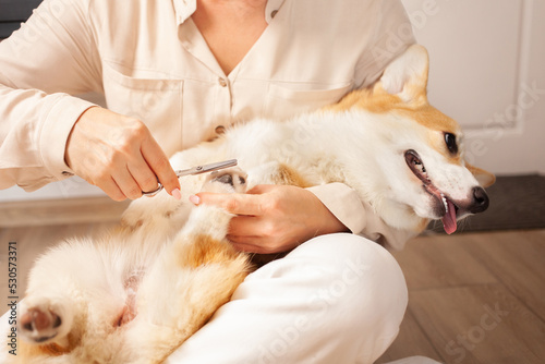 woman cuts hair on paws of corgi, caring for dog, taking care of pets, love. Hygiene. funny