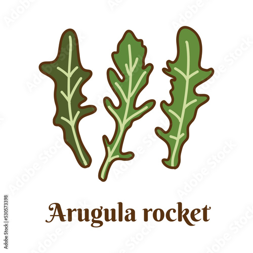 Hand drawn vector illustration of arugula rocket isolated on white background.