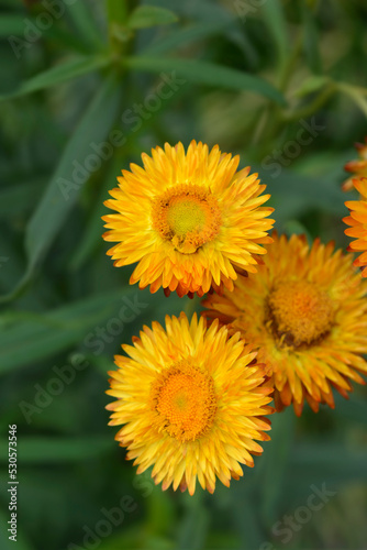 Straw flower