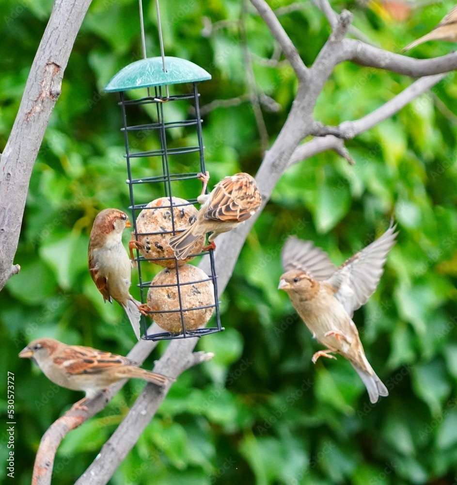 Naklejka premium bird on feeder