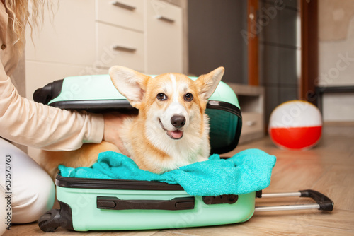 woman Puts corgi dog, puppy, into suitcase. Preparation for trip, arrival at hotel, adventure, tour, tourism. Love and care for pets, transportation of animals. portrait