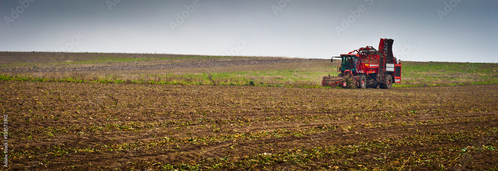 Fototapeta premium Agricultural vehicle harvesting sugar beet