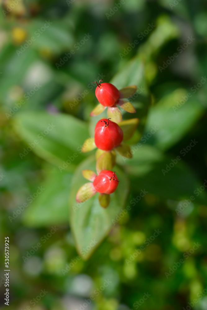 St Johns wort Miracle Attraction