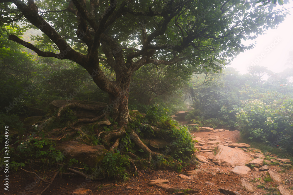Obraz premium A fantasy tree landscape along the Craggy Gardens Trail in a vivid color tone.