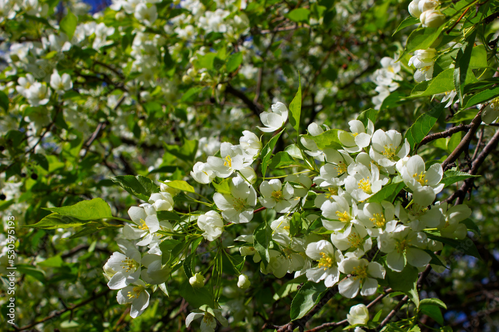 Blossoming apple tree Blossoming apple tree