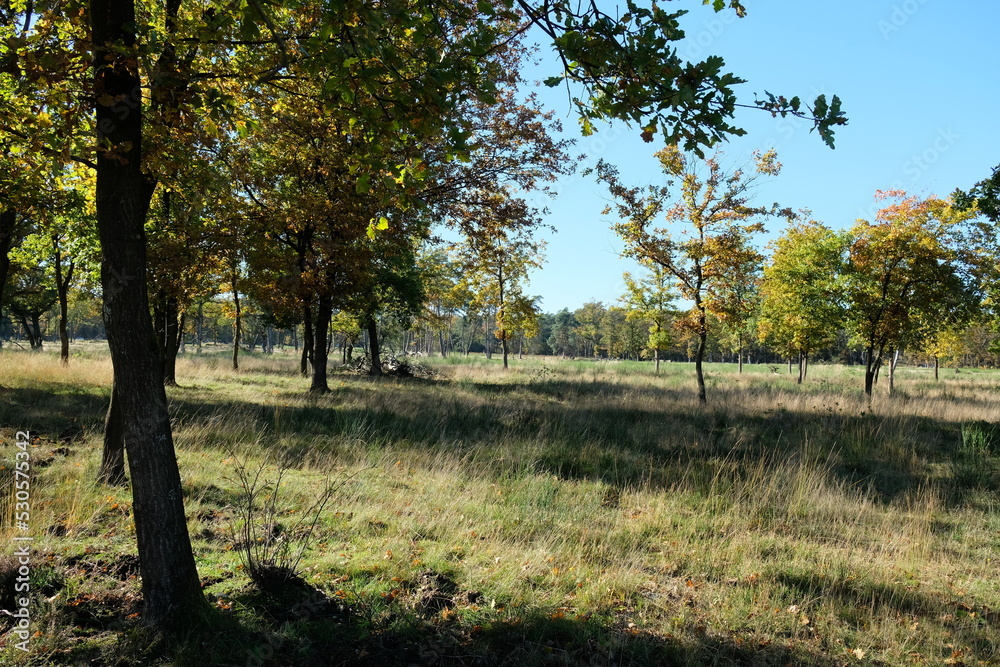 FU 2021-10-24 WahnGeister 150 Auf der Wiese wachsen Bäume