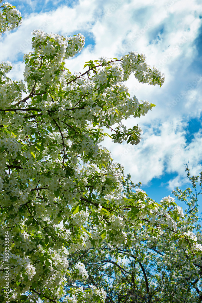 Blossoming apple tree