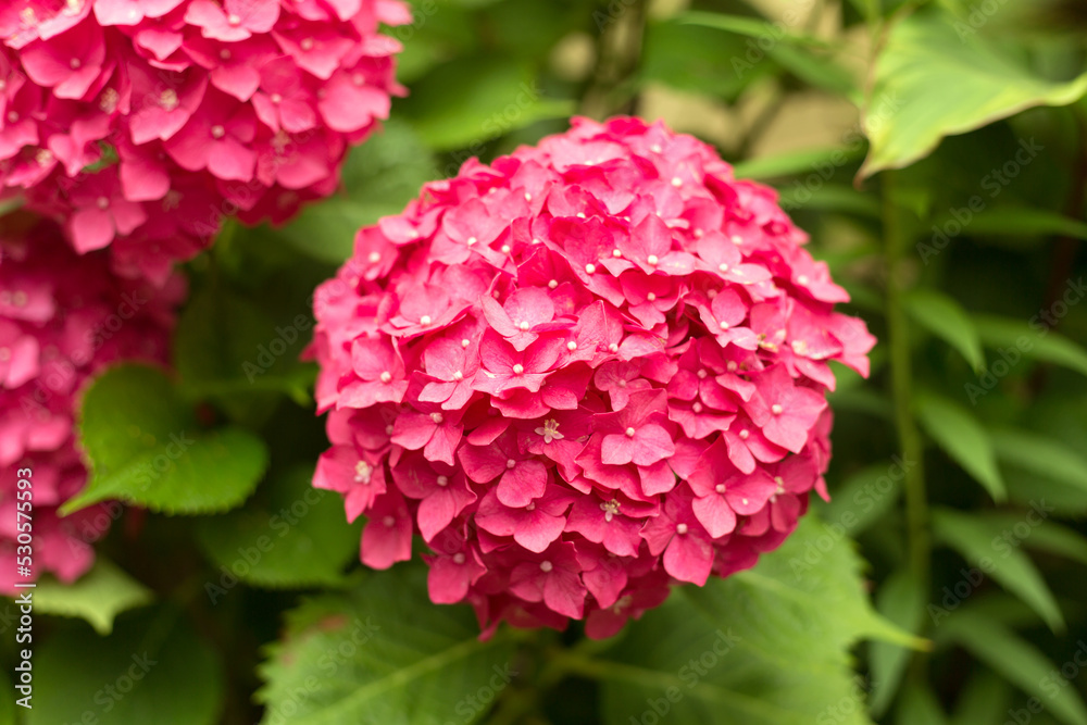 Close Up Light Pink Hortensia Fresh Flowers Blur Background. Close Up Light Pink Hortensia Fresh Flowers Blur Background.