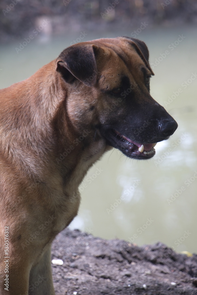 Close-up shot of a brown dog's face