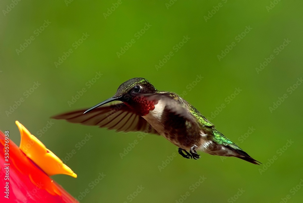 Fototapeta premium Closeup of a ruby-throated hummingbird flying near a flower