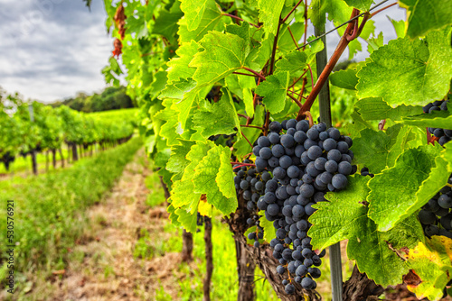 Wallpaper Mural blue grapes in green vineyard Torontodigital.ca