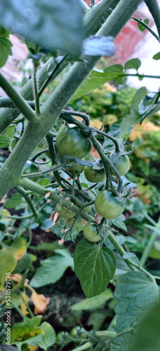 baby tomatoes are growing slowly in my garden