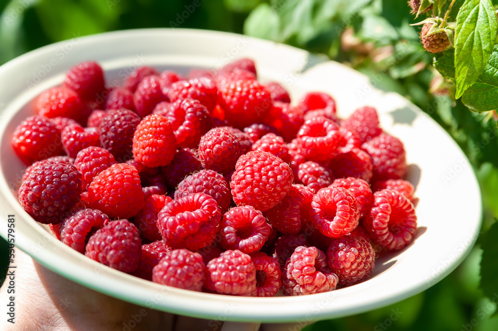 Raspberry berries. Close-up of raspberries in a plate on a background of foliage. Selective focus. Small depth of field. Blurry background with bokeh effect Raspberry berries. Close-up of raspberries in a plate on a background of foliage. Selective focus. Small depth of field. Blurry background with bokeh effect