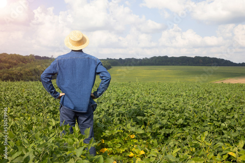 A farmer, agronomist stands with his back turned in an agricultural soybean field. Front view