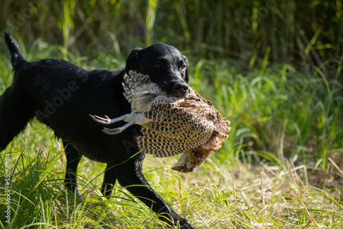 Beautiful Labrador retriever carrying a shot down bird to its owner