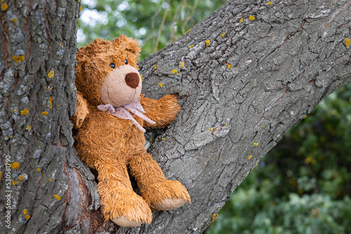 soft toy bear sitting on a tree photo