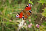The colourful peacock butterfly with red, violet, purple, black and blue colours sitting on a weed flower. Blurry green background.