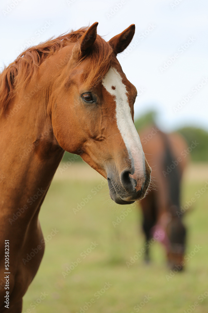 Beautiful brown horses in a paddock, Gotland Sweden. Beautiful brown horses in a paddock, Gotland Sweden.