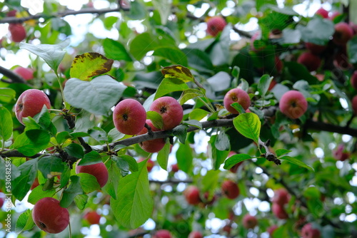 ripe red apples on the tree