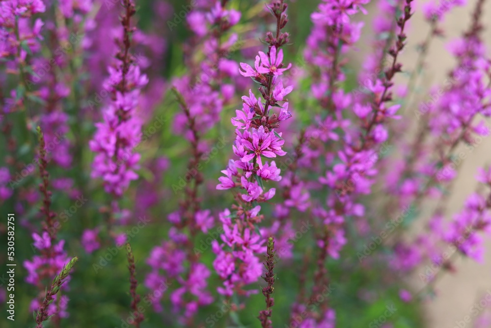 Lythrum salicaria. Close up of purple loosestrife flowers in bloom. Lythrum salicaria. Close up of purple loosestrife flowers in bloom.