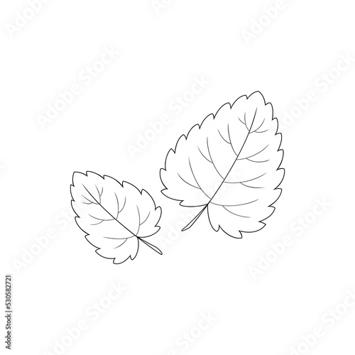 Hand drawn leaves. Lemon balm, melissa, aromatic herbs. Vector illustration.